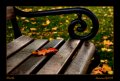 08 - I colori del Autunno